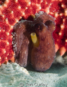 Baby Octopus was hiding under a starfish at Blue Heron Br... by Jeri Curley 
